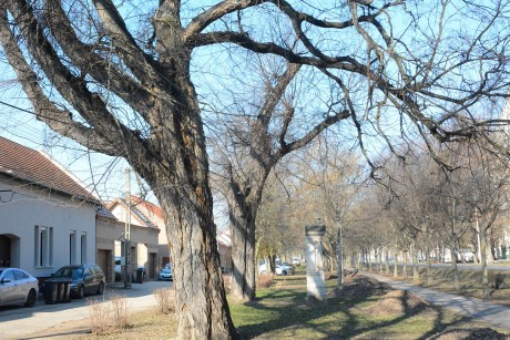 Fafenntartási és ifjítási munkák kezdődtek a Palotavárosi kálváriánál